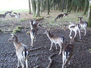 rehe im wildpark poing