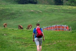 Kampenwand Wanderung Kuehe