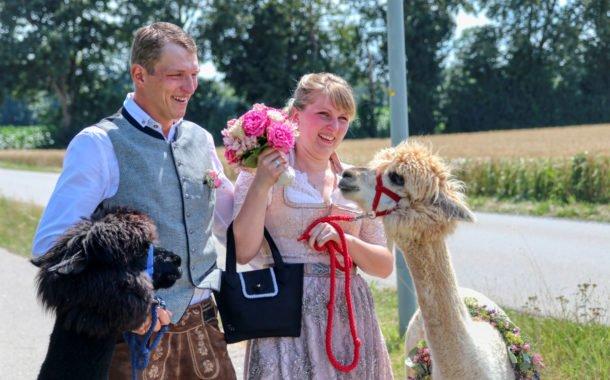 Erste Alpaka Hochzeit in Pastetten