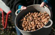10.000 Krokusse erblühen im Frühjahr in Pastetten