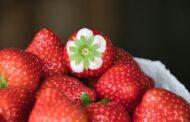 Schmackhafte Erdbeeren in Pastetten